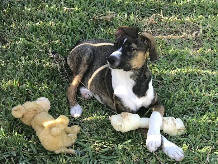 Brinlee Vet Services Picture 10