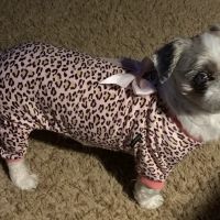 Central Animal Clinic ico