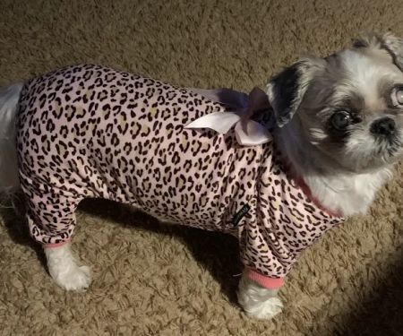 Central Animal Clinic