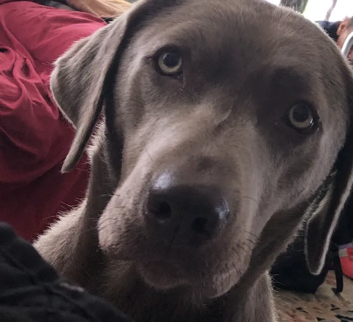 Banfield Pet Hospital Picture 7