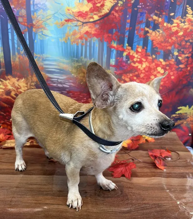 Banfield Pet Hospital Picture 8