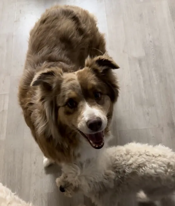 Sycamore Veterinary Hospital Picture 1