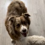 Sycamore Veterinary Hospital