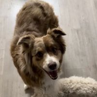 Sycamore Veterinary Hospital ico