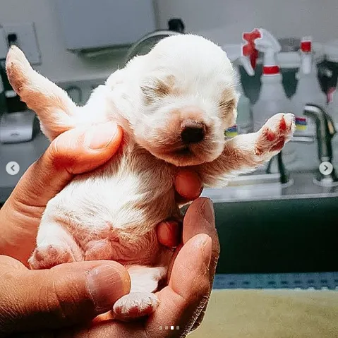 Rancho Sequoia Veterinary Hospital Picture 3