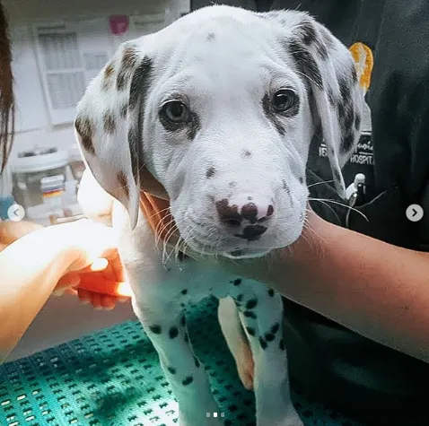 Rancho Sequoia Veterinary Hospital Picture 7