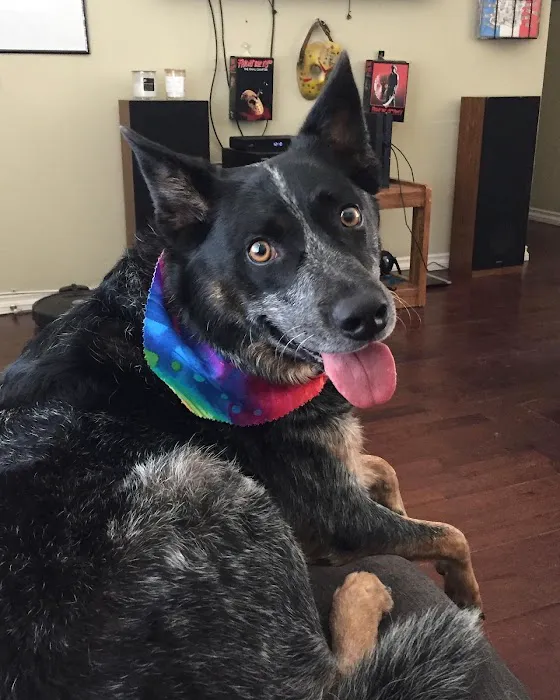 Canyon Lake Veterinary Hospital Picture 4