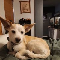 Canyon Lake Veterinary Hospital ico