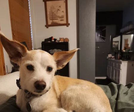 Canyon Lake Veterinary Hospital