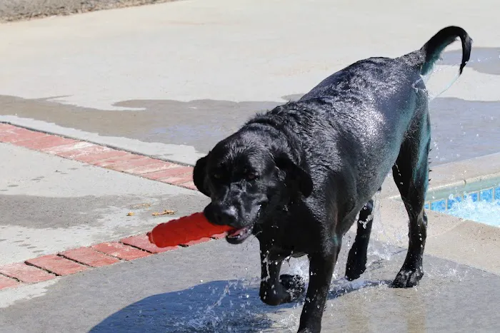 Not Just 4 Paws Animal Hospital Picture 1