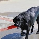 Not Just 4 Paws Animal Hospital