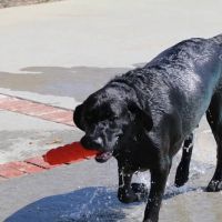 Not Just 4 Paws Animal Hospital ico