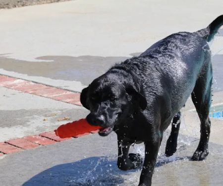 Not Just 4 Paws Animal Hospital