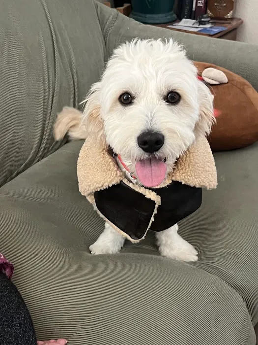 Not Just 4 Paws Animal Hospital Picture 2