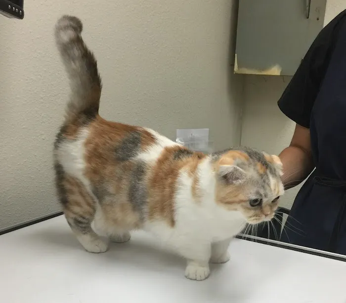 Not Just 4 Paws Animal Hospital Picture 6