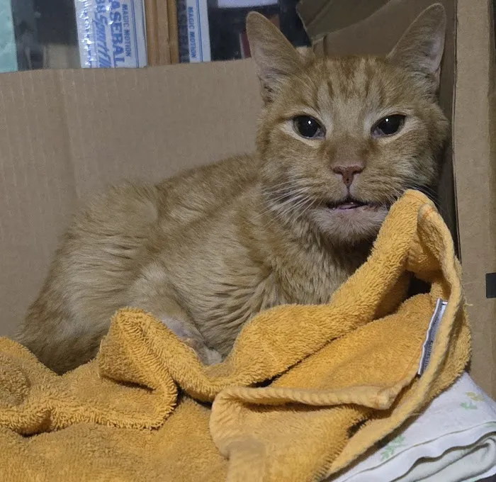 Not Just 4 Paws Animal Hospital Picture 7