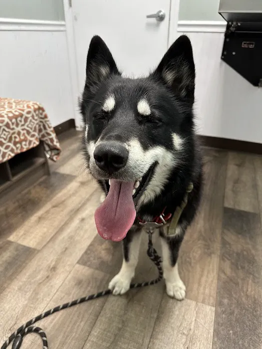 Not Just 4 Paws Animal Hospital Picture 5