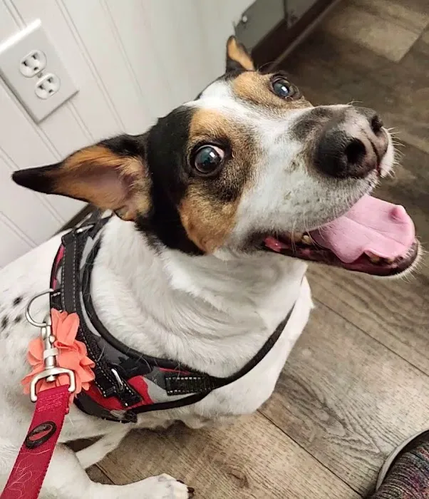 Not Just 4 Paws Animal Hospital Picture 3