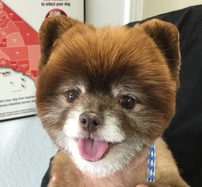 Not Just 4 Paws Animal Hospital Picture 8