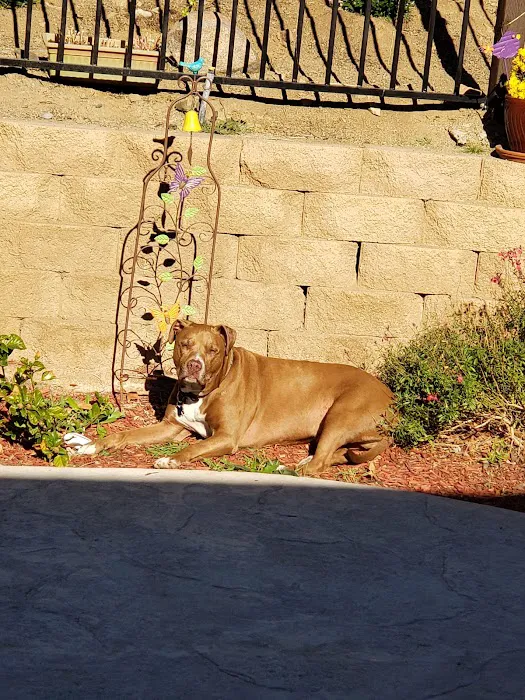 Lake Elsinore Animal Hospital at SoCalVetGroup Picture 2