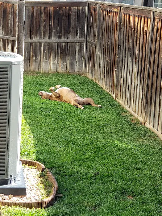 Lake Elsinore Animal Hospital at SoCalVetGroup Picture 1