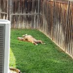 Lake Elsinore Animal Hospital at SoCalVetGroup