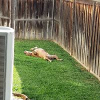 Lake Elsinore Animal Hospital at SoCalVetGroup ico