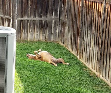 Lake Elsinore Animal Hospital at SoCalVetGroup