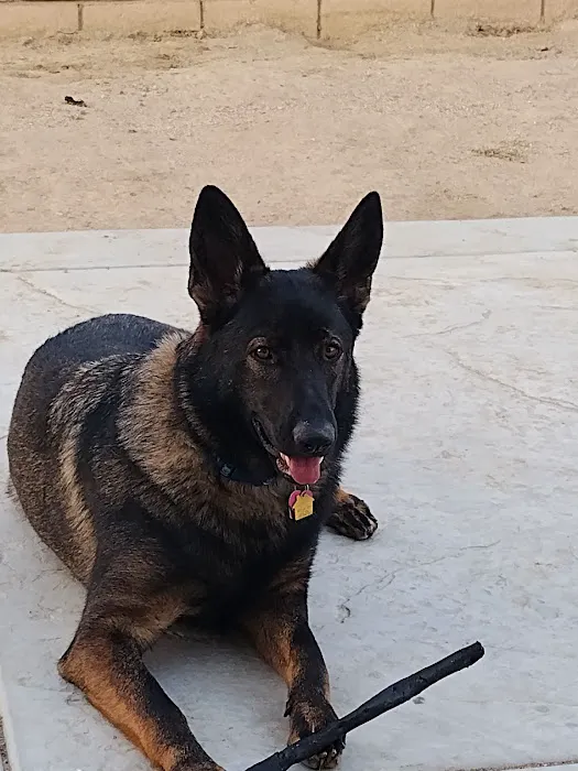 Lake Elsinore Animal Hospital at SoCalVetGroup Picture 7