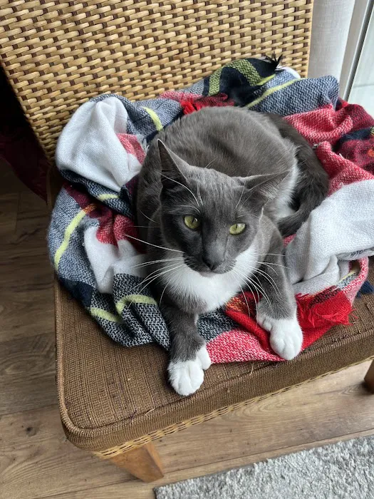 Lake Elsinore Animal Hospital at SoCalVetGroup Picture 3