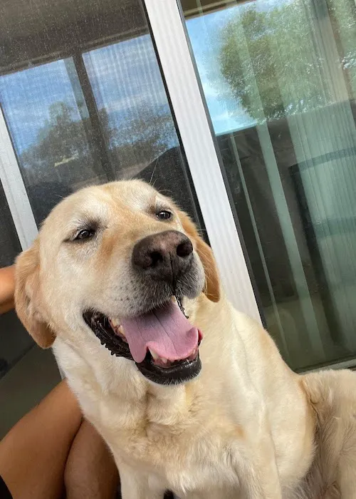 Lake Elsinore Animal Hospital at SoCalVetGroup Picture 5