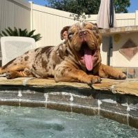 Perris Valley Veterinary Clinic ico