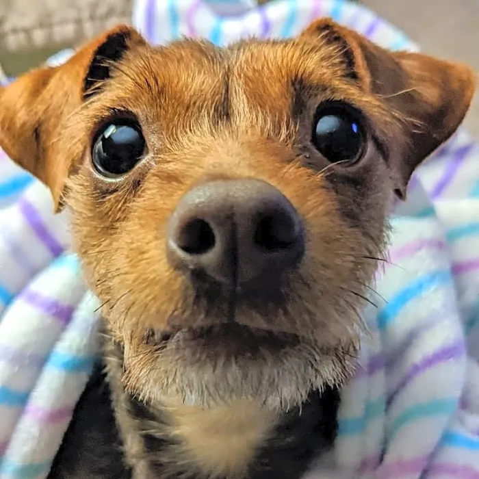 Perris Valley Veterinary Clinic Picture 7