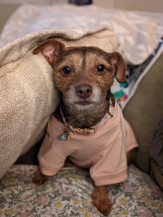 Perris Valley Veterinary Clinic Picture 9