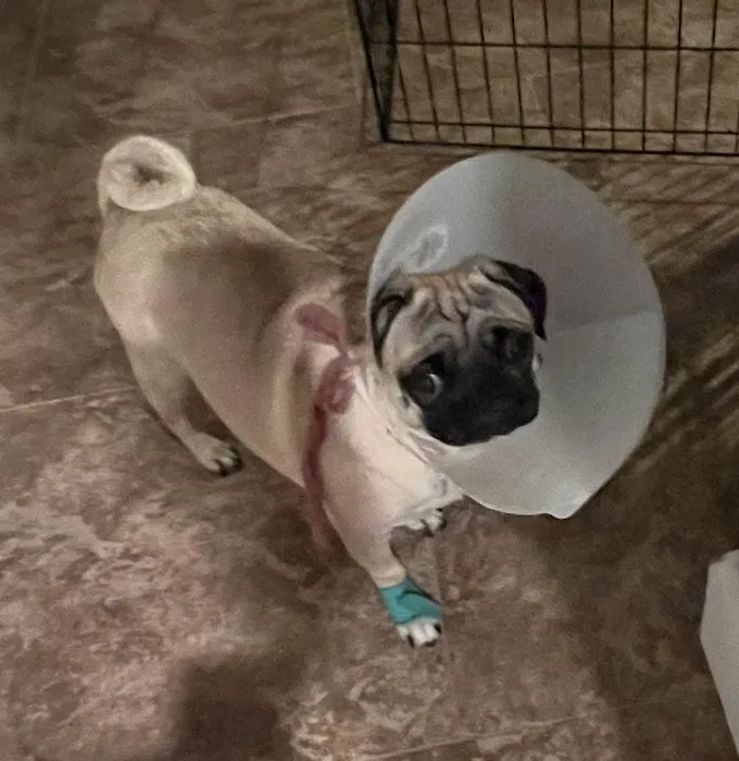 Perris Valley Veterinary Clinic Picture 10