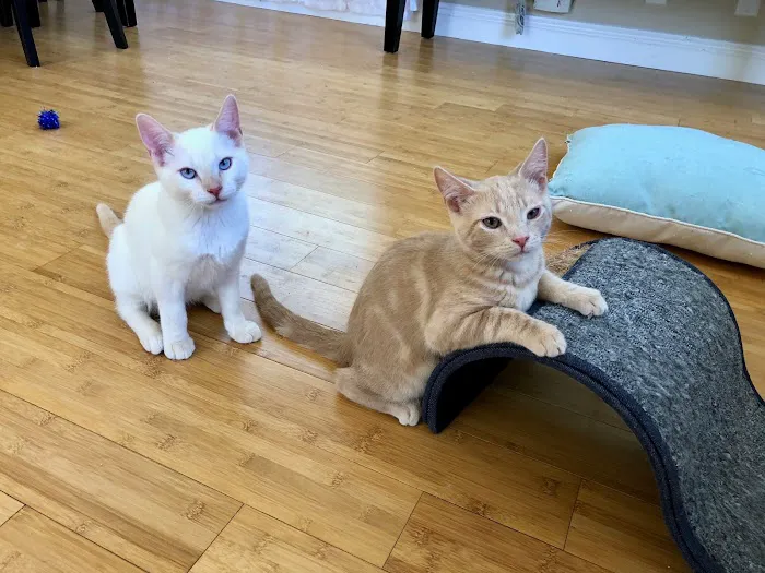 Mountainview Small Animal Hospital Picture 1