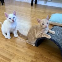 Mountainview Small Animal Hospital ico