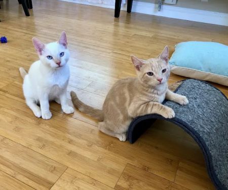 Mountainview Small Animal Hospital