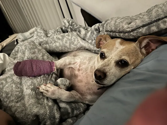 Mountainview Small Animal Hospital Picture 2