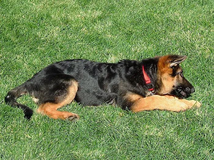 Mountainview Small Animal Hospital Picture 5