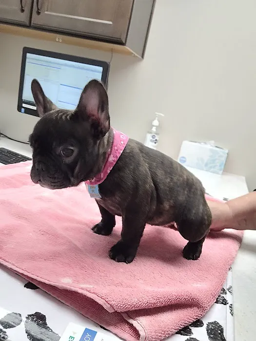 Mountainview Small Animal Hospital Picture 7