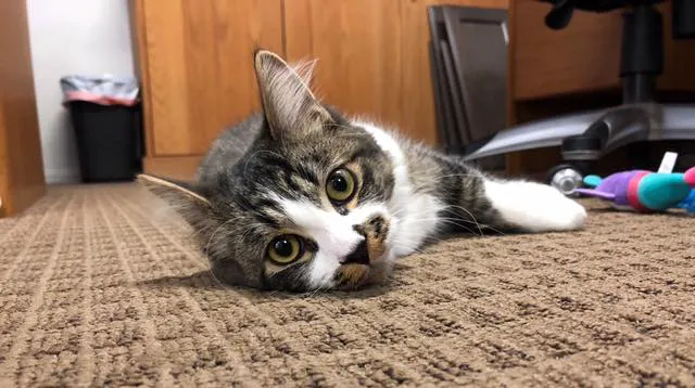 Mountainview Small Animal Hospital Picture 6