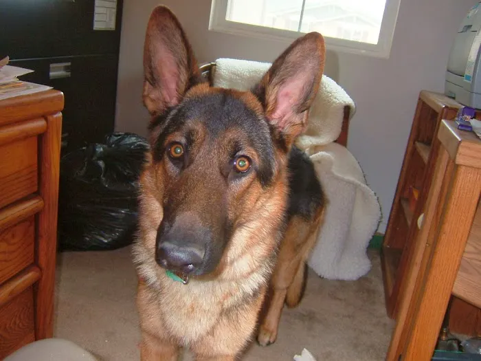 Mountainview Small Animal Hospital Picture 8