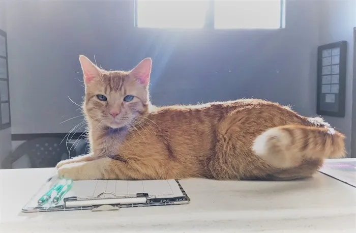 Mountainview Small Animal Hospital Picture 10