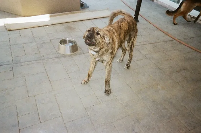 Mountainview Small Animal Hospital Picture 9