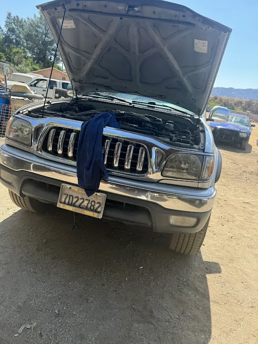 Schooner Cats Picture 2