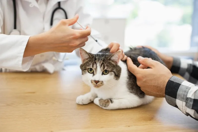 The Role of Vaccines in Preventing Pet Illnesses: Essential Guide for U.S. Pet Owners