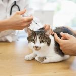 The Role of Vaccines in Preventing Pet Illnesses: Essential Guide for U.S. Pet Owners