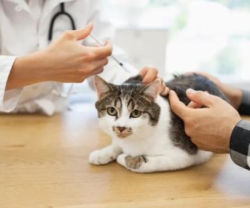 The Role of Vaccines in Preventing Pet Illnesses: Essential Guide for U.S. Pet Owners