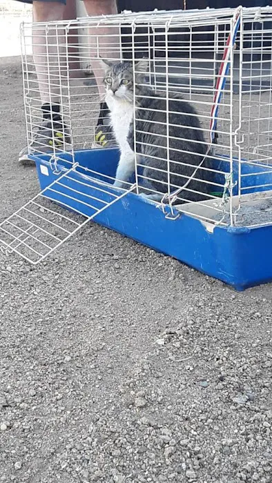 Animal Friends of the Valleys Spay & Neuter Clinic Picture 2